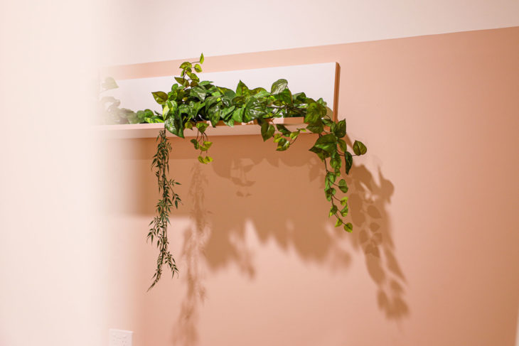 Refine Physiotherapy - Indoor Small Wall Plant Enhancing the Interior Decor with Its Greenery and Charm